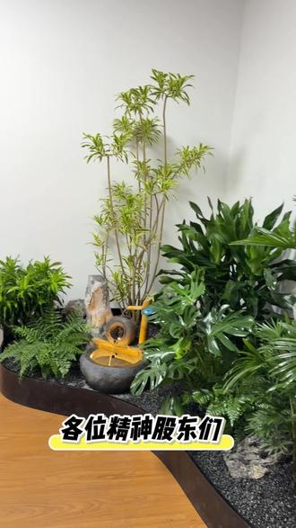 给领导办公室做流水景 #植物造景设计 #专业绿植造景 #室内外造景设计 #室内景观造景设计 #专业假山造景