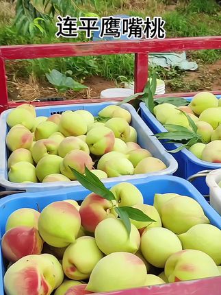 广东河源连平鹰嘴蜜桃,中国鹰嘴蜜桃之乡,是岭南十大佳果之一,口感香甜脆口,汁水多,喜欢吃脆桃的朋友们,可以放心冲,吃水果就选应季水果,每年只卖这么一季,错过就要等下年了#新鲜采摘 #现摘现发#优质水果 #强烈推荐