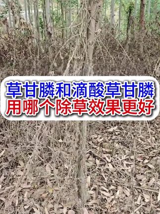 不管你信不信,滴酸草甘膦比草甘膦除草效果好 #除草 #除草剂 #除草剂配方 #桉树种植 #桉树林除草
