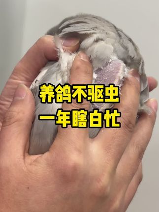 养鸽不驱虫,一年瞎白忙 #鸽子驱虫 #鸽子 #信鸽赛鸽 #所有养鸽子的人