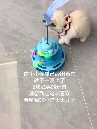 我的小傻猫已经围着它转了一晚上了#猫玩具 #宠物玩具 #猫咪日常