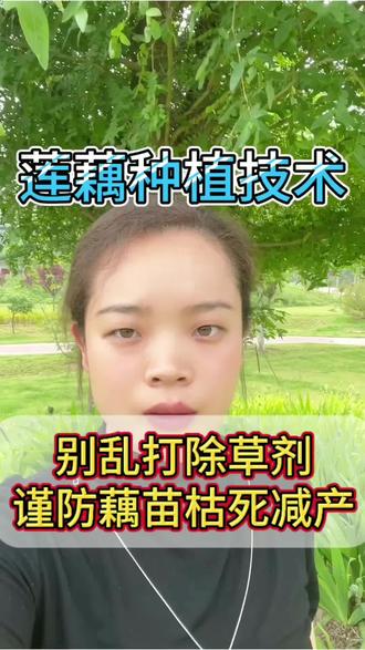 第14集|别乱打除草剂,谨防藕苗枯死减产! #每天分享种植农业小知识 #创作者中心 #创作灵感 #莲藕种植 #莲藕