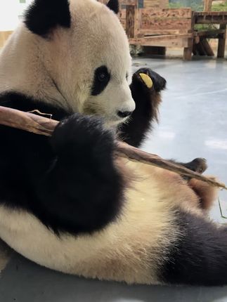 大宝:都好吃 #大熊猫 #来这吸熊猫 #无锡动物园 #大熊猫渝宝