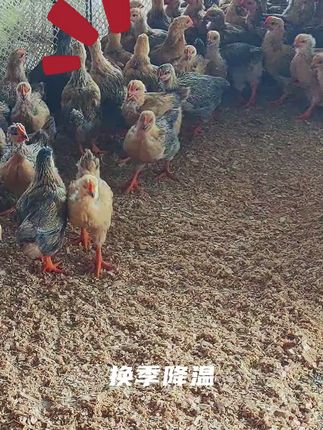 #养鸡 #家禽养殖 #畜牧养殖