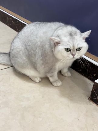 脑子:你在这儿扇风呢?#养猫的乐趣 #记录猫咪日常 #萌宠出道计划 #铲屎官日常