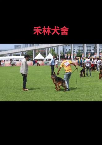 本犬舍功勋母出的狼王多戈儿子克拉斯,在本部展中受到陈金飞主席的特别关注,也受到了繁殖总监林阳宪老师的最长时间的点评。感谢CSV陈金飞主席、林阳宪老师和各位犬友的认可。也期待能够繁殖出更多的优秀后代征战CSV的赛场。#德牧#赛级德牧 #德牧幼犬 #德牧犬
