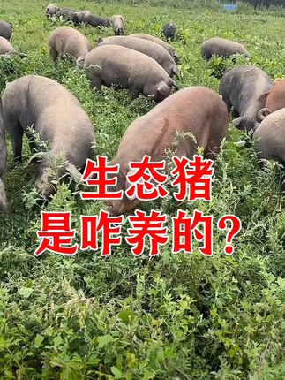 #抖音助农扶农 #农村创业养殖