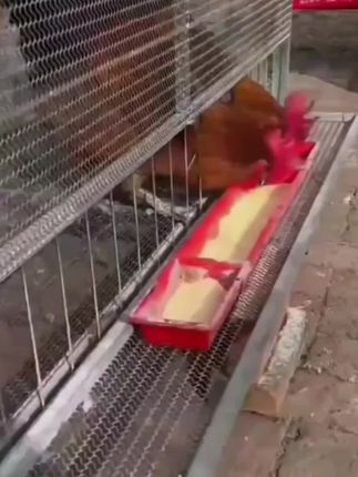 不锈钢鸡笼子
