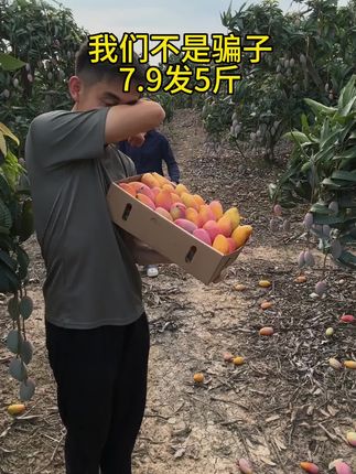 #贵妃芒