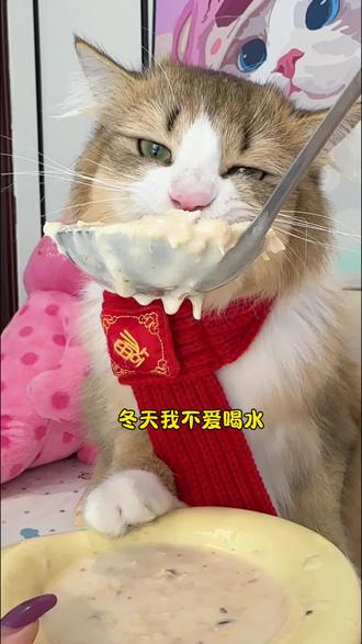 麻麻冬天我不爱喝水,一定要记得给我多喝点羊乳鸡丝蔓越莓汤包,营养胖腮还补水#养猫新手 #猫大力汤包 #猫大力羊乳鸡丝汤包 #萌宠好物