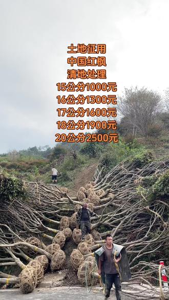 #退林还田苗木处理#红枫@抖音小助手