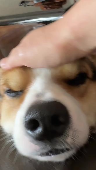 我“我也不想吹风”
#创作者中心 #带狗回家过年 #狗狗 #交通安全 #春运