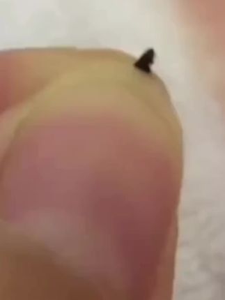 杀跳蚤药臭虫除螨虫床虱杀虫喷雾剂防吸血虫家用室内#跳蚤杀虫剂#家里必备好物