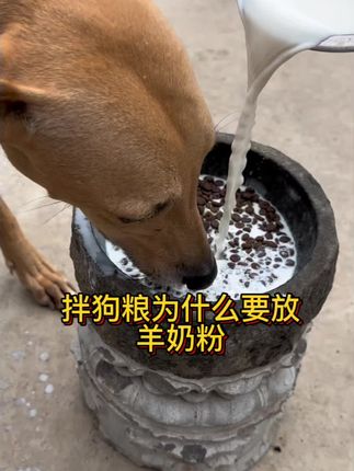 拌狗粮的时候为什么要放羊奶粉#养狗经验分享 #新手养狗 #喂狗 #幼犬 #灵缇犬格力犬惠比特