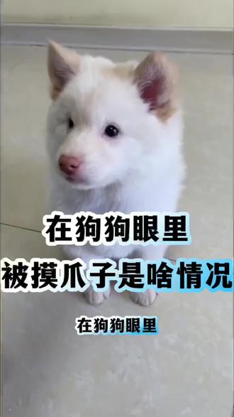 在狗眼里摸狗爪子是什么意思#新手养宠攻略#宠物科普 #养狗小知识 #萌宠推荐官 #养狗人