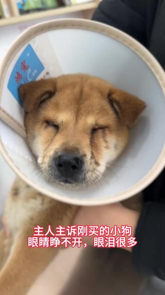 什么?狗子也要割双眼皮,开眼角吗?其实是狗子眼睑内翻,眼睛每天睁不开,还很痛,术后四天恢复良好#狗狗