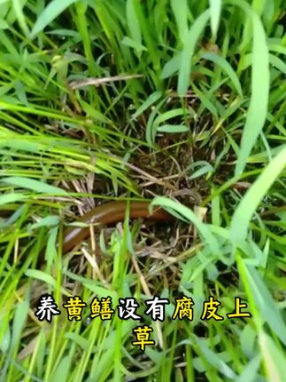 #黄鳝 #黄鳝养殖 #鳝鱼 #鳝鱼王 #野生黄鳝