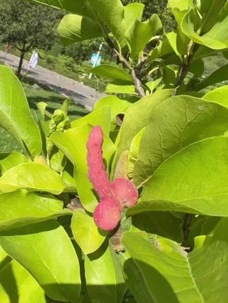 这个是什么树,你们知道吗? 评论区留言