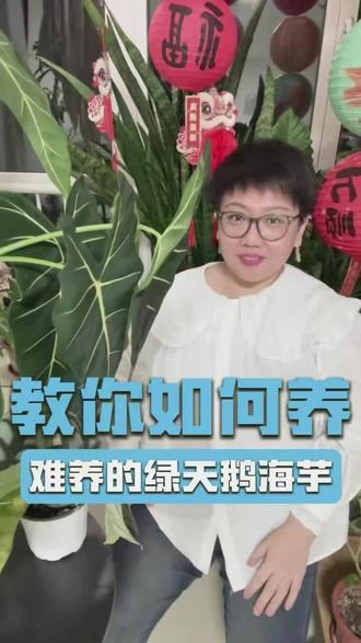 #创作者中心 #创作灵感 #绿天鹅海芋 教你如何把绿天鹅海芋养的枝繁叶茂