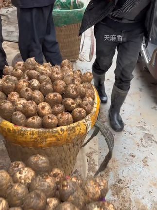 #入秋喝什么汤 #秋冬暖胃鸡汤 #广东煲汤每日一汤 #天麻炖鸡 #家常煲汤做法大全 俗话说,天麻是个宝,煲汤不能少。新鲜天麻大家都吃过吗?一年一季的新鲜天麻上市了,拿回家炖鸡炖鸭炖排骨,口感好,天麻素含量高。