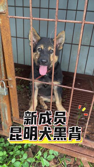 新成员昆明犬黑背#昆明犬