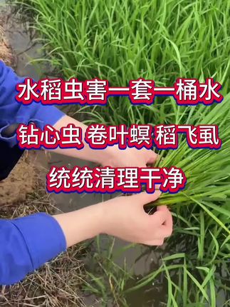 虫卵螨一次性搞定的,水稻新型的杀虫剂 #水稻种植 #水稻杀虫剂 #水稻#水稻虫害防治
