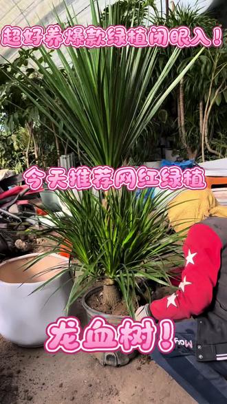 盘锦的家人们闭眼入啦!黑珍珠是龙血树中最尊贵的品种,接近墨绿色,可以很好衬托居家高级感,让空间更有层次,顽强的生命力深受绿植者喜爱。
寓意:生命力旺盛、长寿、吉祥如意、招财纳福。养护方法:喜欢明亮的散射光,盆土干透浇透。适合办公室、乔迁新居、开业、祝贺献礼!#盘锦买花 #花圃 #龙血树 #推荐 #绿植