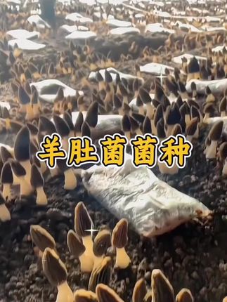 羊肚菌菌种,这是我们基地精心培育的羊肚菌菌种,在家就可以种植,花盆泡沫箱,树林山坡都可以,喜欢吃羊肚菌的朋友赶紧种起来吧#羊肚菌#食用菌栽培,#羊肚菌菌种 #羊肚菌种植 #优质农产品