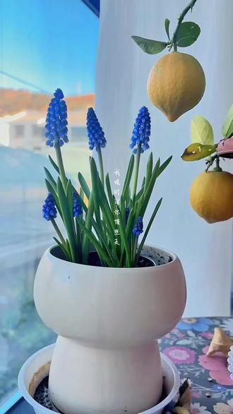 可可爱爱的小脑袋长得真快,好治愈#葡萄风信子