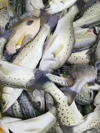 海钓鲈鱼#强烈推荐 #快来一起尝个鲜 #新鲜海鲜