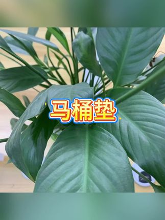 #马桶垫#马桶垫圈 #马桶垫推荐