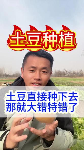 #土豆#土豆种植#土豆种植技术与管理#蔬菜#农业种植