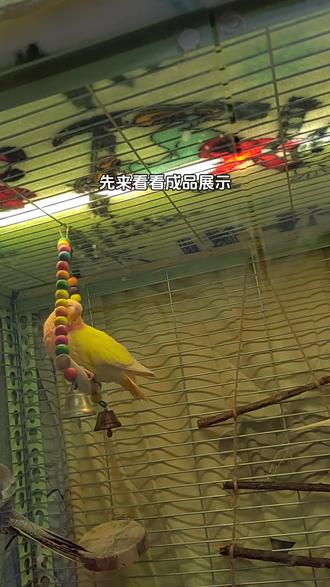 你决定做置物架鸟笼之前不妨先看看这条视频,看完还想做的那就动手起来吧,吸取经验,避坑指南,这是我从头到尾历时半个月搓的鸟笼,虽不完美,却在坑中吸取了经验,欢迎来问#置物架鸟笼 #鸟笼制作 #鸟笼材料 #自制鸟笼材料大全