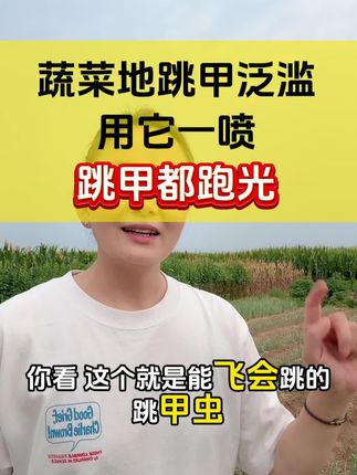 蔬菜地抗性跳甲虫泛滥,用它一喷 虫卵双除都跑光 #跳甲虫专用药 #跳甲虫防治 #跳甲虫 #白菜种植 #蔬菜种植