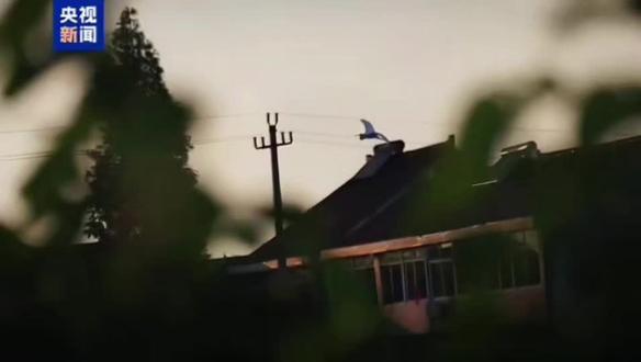 #新闻 #王俊凯新歌 【转发!#央视新闻遥遥故乡MV上线 】#王俊凯唱给回家路上的你 “故乡已早早知道今天我回来,她给我的款待,是暖暖炉火与饭菜。”@央视新闻 发布春节暖心MV《遥遥故乡》↓↓伴着青年演员、歌手@TFBOYS-王俊凯 #王俊凯 治愈的歌声,穿越人海,回到念念不忘的故乡!欢迎回家!