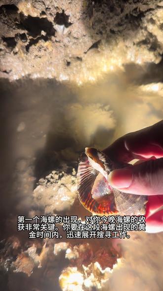 胶州湾的脉红螺#一起赶海 ,张戈庄海螺宝藏打卡点