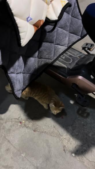 咪后退半步不是人不喜欢你 是人以前得过猫藓 呜呜呜呜 人其实很想把你带回家的