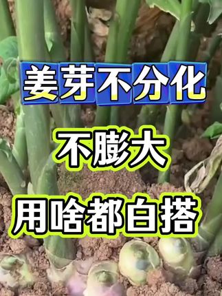 #生姜种植#生姜种植技术 #生姜施肥 #大姜施肥 #大姜种植技术分享