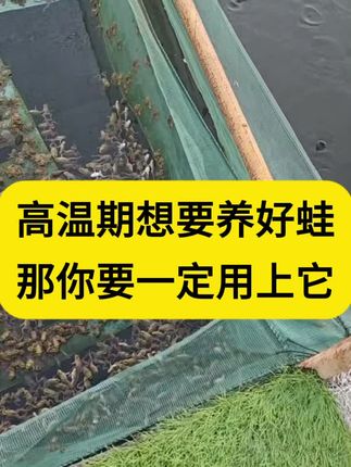 高温期想要养好蛙,拌料一定喂上它#牛蛙养殖#牛蛙养殖技术#青蛙养殖#蟾蜍养殖#石蛙养殖