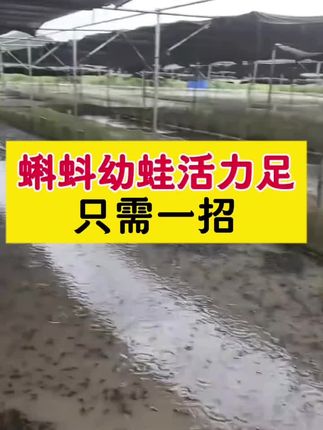 蝌蚪幼蛙活力足,只需一招!#牛蛙养殖#黑斑蛙养殖#泰蛙养殖