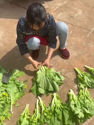 一口清甜,满嘴鲜香!这款白菜苔种子,生长快、产量高,耐寒抗病易打理,阳台小院都能种,现摘现吃超新鲜,赶紧下单!#白菜苔种子#蔬菜种子#种子#阳台小院均可种植#在家种菜