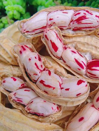 这个花生🥜真的好看又好看#七彩花生 #优质 #农产品
