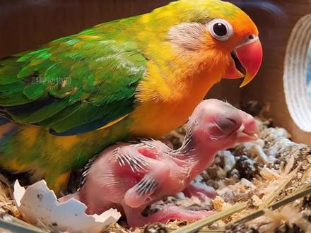 人类你好,我是牡丹鹦鹉宝宝,可以听听我的心声吗?#动物科普 #动物独白 #动物心声 #牡丹鹦鹉 #科普