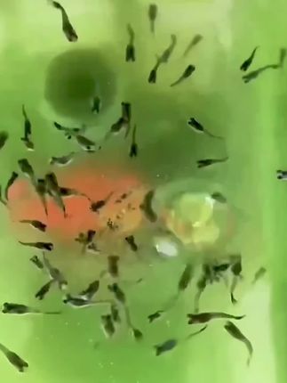 脱壳丰年虾卵开口鱼粮小型鱼食营养丰富鱼儿快快长增强抵抗力#鱼粮 #鱼食 #养鱼 #丰年虾 #新手养鱼