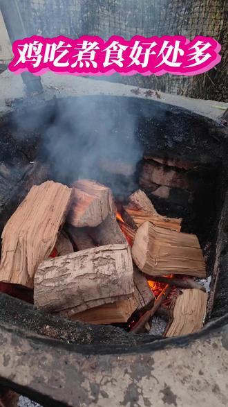 鸡喂煮食长得膘肥体壮