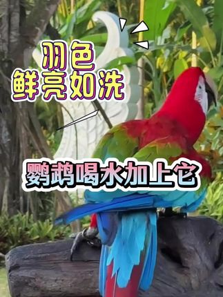 鹦鹉电解多维,可以帮助鸟宝提升活力,增强食欲#鹦鹉#鹦鹉鹦鹉萌萌哒逗鹦鹉 #鸟类 #科学养宠攻略 #鹦鹉日常