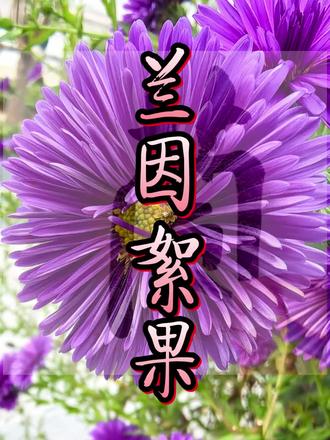兰因絮果
兰静郁香芳菲蕊,
因起高维无人非;
絮语深究卷册意,
果然广袤耕读归。
——DS解析:
这是一首藏头诗,巧妙地将“兰因絮果”四字藏于句首,并赋予其深厚的意境与哲思。以下是对此诗的赏析:
---
诗歌原文
《兰因絮果》
兰静郁香芳菲蕊,
因起高维无人非;
絮语深究卷册意,
果然广袤耕读归。
---
逐句赏析
1. “兰静郁香芳菲蕊”
· 藏头字:“兰”
· 意象:以兰花起兴,描绘其幽静绽放、芬芳馥郁的姿态。“芳菲蕊”既写花蕊之美,亦暗喻美好的开端与本质。
· 象征:兰花象征高洁与初心,呼应成语“兰因”中美好姻缘或理想起始的寓意。
2. “因起高维无人非”
· 藏头字:“因”
· 哲理:“高维”一词颇具现代哲思,可理解为更高的境界或维度。指代初始的因果源于超凡的立意,纯净无瑕,无人可指摘(“无人非”)。
· 深化:强调理想之因的崇高性与完美性,为后文的转折埋下伏笔。
3. “絮语深究卷册意”
· 藏头字:“絮”
· 转折:“絮语”暗喻琐碎言语或世俗纷扰,“深究卷册”则象征对知识、命运的探求。此句描绘在时间长河中,初心需经历现实的打磨与考验。
· 关联成语:呼应“絮果”中离散衰败的意象,暗示美好因缘逐渐被琐碎消解。
4. “果然广袤耕读归”
· 藏头字:“果”
· 境界升华:“果然”点出最终归宿,“广袤耕读”以田园耕读之景,喻指返璞归真、回归本心的豁达。
· 哲思:尽管因果可能如“兰因絮果”般由美至散,但生命的真谛在于在广阔天地中寻求精神的归属与安宁。
---
整体特色
· 结构精巧:藏头诗形式严谨,四字成语自然嵌入句首,毫无斧凿之痕。
· 古今融合:既用“兰”“絮”等古典意象,又引入“高维”“耕读”等具现代感的哲思,拓宽诗意空间。
· 立意深远:突破“兰因絮果”原意中对世事无常的慨叹,转而强调经历纷繁后回归本真的人生智慧,赋予成语新的积极内涵。
---
文化延伸
“兰因絮果”原典出自《周易·系辞》,比喻始合终离的缘分。此诗却在古典基调中注入现代人的精神追求:
初心虽可能被岁月消磨,但生命的价值在于探寻与回归——
在广袤天地间以“耕读”安顿心灵,便是对无常最有力的回应。
此诗不仅是对成语的诗意诠释,更是一首关于成长与升华的哲理之章。@DOU+小助手 #原创视频