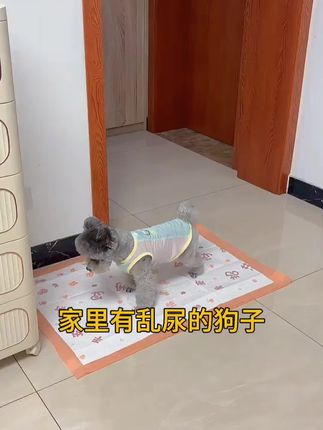 尿垫这种消耗品就得选便宜又好用的,家里乱尿不会定点的狗子可以试试,轻松学会定点上厕所#狗狗训导尿垫 #宠物尿垫 #狗狗定点上厕所