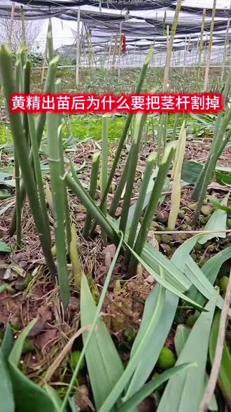 #农业生产记录 #创作者中心 #创作灵感 黄精苗种植技巧