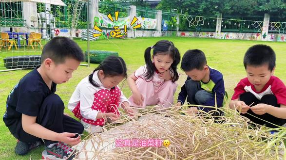 小小萌娃化身田间小农夫
亲手采摘油菜荚,剥开惊喜遇见菜籽🌾
在自然里观察探索,在劳作中体验成长
体会耕耘不易,感受收获满满✨